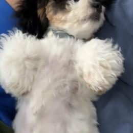 Maltipoo and Poodle Puppies from GG’s Maltipoos and Toy Poodles