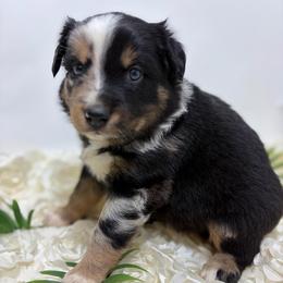 Jubilee - Lavendar - Blue merle female Australian Shepherd puppy in San Marcos, California from Faith Family Freedom Farm