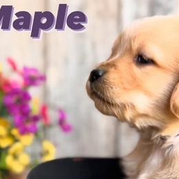 Golden Retrievers from Everlong Equine and Canine