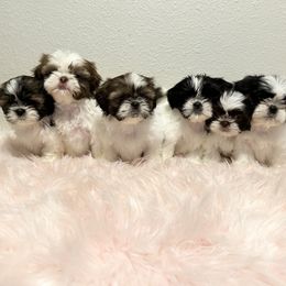 Shih Tzu Puppies from NC Stellar Puppies