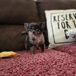 Pumpkin Spice - Merle female Chihuahua puppy in Demorest, Georgia from Sourpatch Chihuahuas