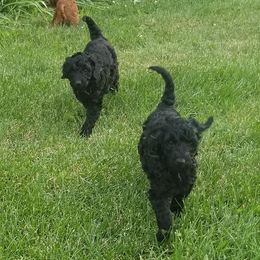 Cockapoos and Labradoodles from Pleasant View Labradoodles and micro cockapoos