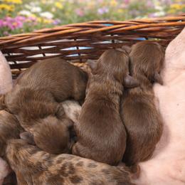 Dachshund puppies from One Love Doxies