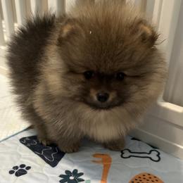 Pomeranian Puppies from Lori’s Precious Poms