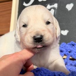 Alaska - Light golden male Golden Retriever puppy in Doniphan, Missouri from Stockford’s Golden Retrievers