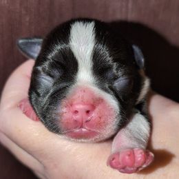 Baby Boy 3 - Black and white male Boston Terrier puppy in Kingsport, Tennessee from Sleepwalker Bostons
