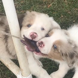 Australian Shepherd Puppies from Susquehannock Aussies