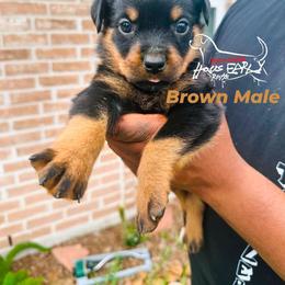 Brown Male - Black and mahogany male Rottweiler puppy in Humble, Texas from Inexorable Haus Early Rotts