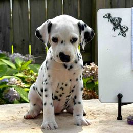 Frost, Purple collar - White and black female Dalmatian puppy in Decatur, Alabama from Hollytree Dalmatians