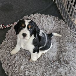 Black tri colored - Black white and tan female English Springer Spaniel puppy in Anderson, South Carolina from Hembree Creek Springers