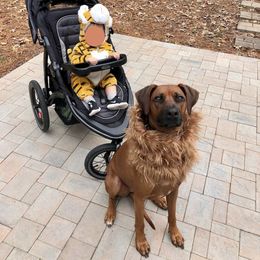 Rhodesian Ridgeback All Grown Up from Chicora Rhodesian Ridgebacks