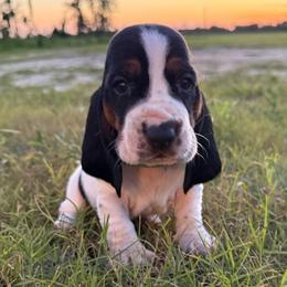 Green - Black brown and white male Basset Hound puppy in Douglas, Georgia from Huffer Hounds and Havanese