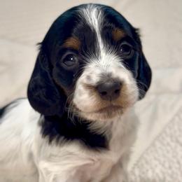 Stella - Piebald female Dachshund puppy in Sutherland, Virginia from Sutherland Estates Dachshunds