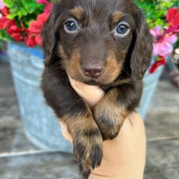 Chocolate and tan - Chocolate and tan male Dachshund puppy in Payette, Idaho from NT Mini Doxies