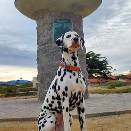 Border Terriers and Dalmatians from Undeniable Dalmatians & Border Terriers