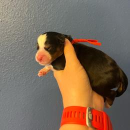 Mario-Red - Tri-color male Bernedoodle puppy in Casper, Wyoming from 307 Doodles