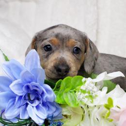 CKC Eleven - Dapple female Dachshund puppy in Christiansburg, Virginia from Little Legs Luxury Dachshunds