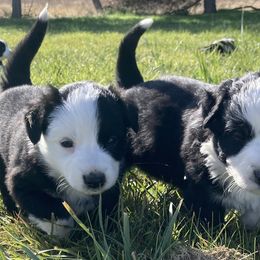 Australian Shepherds and Miniature Australian Shepherds from Seven K Ranch