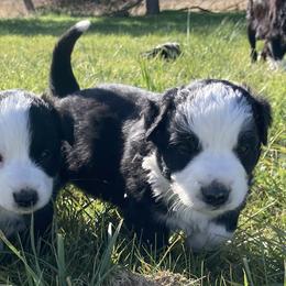 Australian Shepherds and Miniature Australian Shepherds from Seven K Ranch