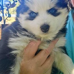 Luna - Black and white female Pomsky puppy in Kittredge, Colorado from Rocky Mountain Pomskies