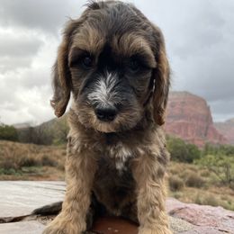 Chestnut - Silver male Goldendoodle puppy in San Diego, California from Fire Sky Kennels