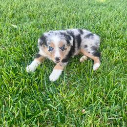Darla - Blue merle female Miniature Australian Shepherd puppy in California from Eagle River Aussies