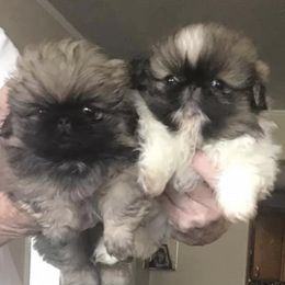 Pekingese from Montana Twins Pekingese