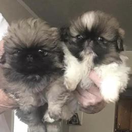 Pekingese from Montana Twins Pekingese