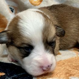 Boy 2 - Red male Pembroke Welsh Corgi puppy in Thornton, New Hampshire from Dinger’s Dogs