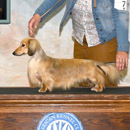 Presley - Dachshund
