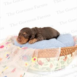Moose - Chocolate and tan male Dachshund puppy in Greenville, North Carolina from The Gorman Farms