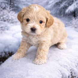 Enzo - Apricot male Maltipoo puppy in Hernando Beach, Florida from Minipupps