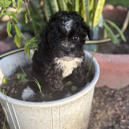 Elsa - Black female Poodle puppy in Anaheim, California from SoCal Toy Poodles