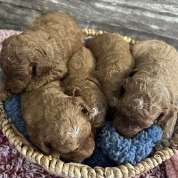Poodle puppies from Pawfect Companions
