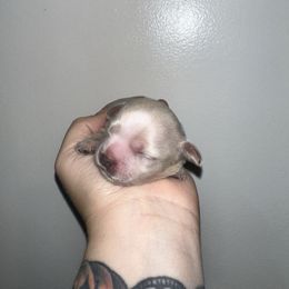 Lady - Cream and white female Shih Tzu puppy in Rockmart, Georgia from Sonya Garrett