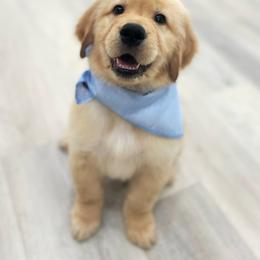 Golden Retriever Puppies from Rigdon Retrievers