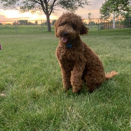 Goldendoodle All Grown Up from Faithful Pups
