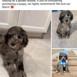Goldendoodle and Poodle Puppies from Florida Coast Golden Doodles