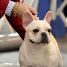 Rocket Science - French Bulldog