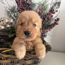 Mr Black - Dark golden male Golden Retriever puppy in Moapa, Nevada from Little Bitta Luck Farms