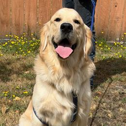 1 Year Old Male - Light golden male Golden Retriever puppy in Spanaway, Washington from 11 Oaks Kennels