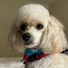 Poodles from Jess’s Darling Poodles