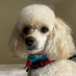 Poodles from Jess’s Darling Poodles