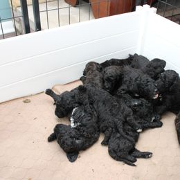 Goldendoodle Puppies from Two Ps in a Pod