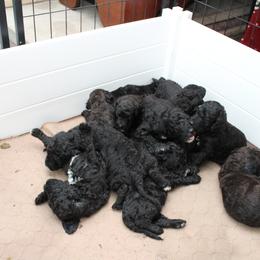 Goldendoodle Puppies from Two Ps in a Pod