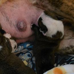 TBD - Red brindle and white female Bulldog puppy in Lexington, Kentucky from E. Clive Bulldogs