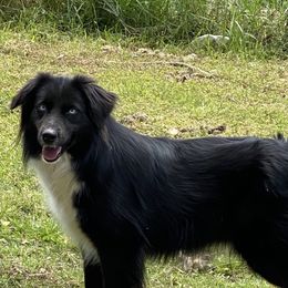 Sapphire - Australian Shepherd