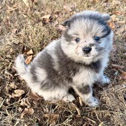 Slate - Blue merle male Pomeranian puppy in Raymondville, Missouri from Pampered Pomskies
