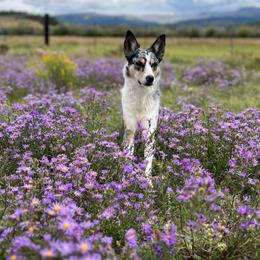 Ruh (Roo) - Australian Koolie