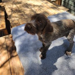 Roscoe - Brown and gray male Wirehaired Pointing Griffon puppy in Flagstaff, Arizona from Agassiz Wirehaired Pointing Griffons